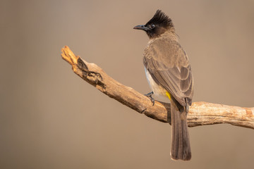 Dark capped Bulbul
