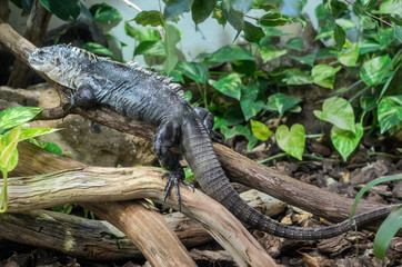 Lizard hunts in the wild