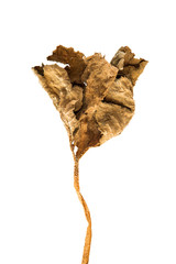Dried pumpkin leaf isolated on white background.