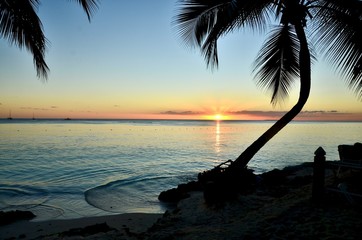 Palm Tree at Sundown