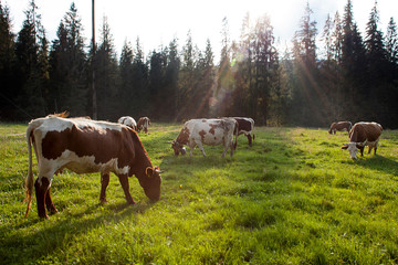 cows on the field