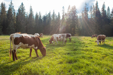 cows on the field