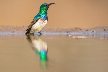 White Bellied Sunbird
