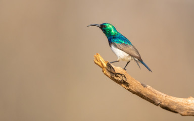 White Bellied Sunbird