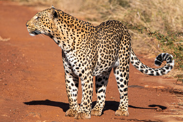Leopard