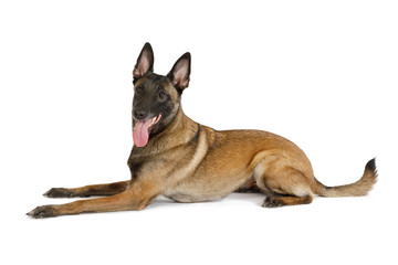 Pedigree Belgian shepherd dog Malinois with his tongue hanging out lying on a white