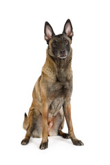 Belgian shepherd dog Malinois sitting on a white