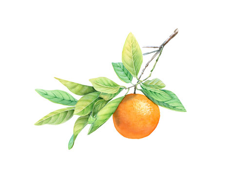 Watercolor orange fruit on the branch. Realistic botanical illustration with exotic food. hand drawn artwork isolated on white for label design, cards, banners