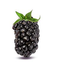 Blackberry isolated on white background with clipping path