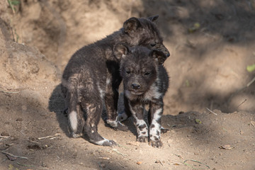 Painted wolf pups