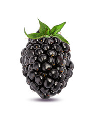 Blackberry isolated on white background with clipping path