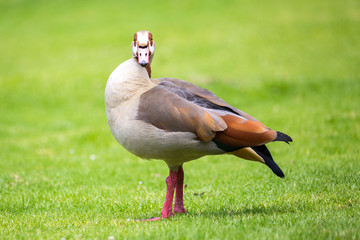 Egyptian goose (Alopochen aegyptiaca) standing on a meadow and looking around, South Africa