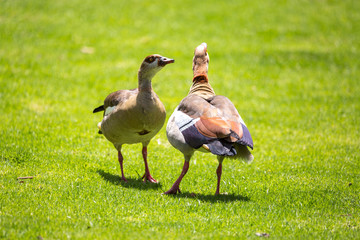 Two fighting Egyptian geese on a green meadow, South Africa