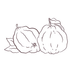 sketch vector. coloring. quince. organic food. diet foods. vegetarianism and raw food diet