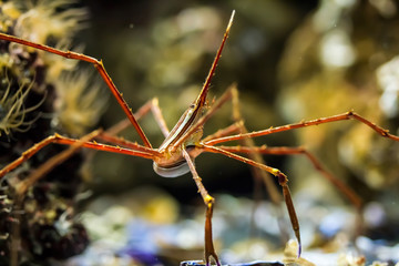 Arrow crab in the aquarium. Macro photography