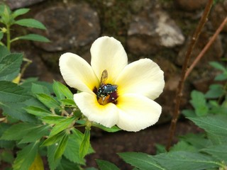 Fototapeta na wymiar blue bee on a very beautiful white flower