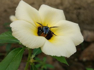 blue bee on a very beautiful white flower