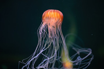 Orange jellyfish swimming at the bottom of the sea