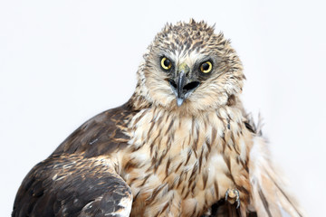 Naklejka premium Birds of prey - Marsh harrier (Circus aeruginosus)