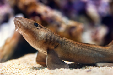 Little shark in the sea. Seen from close up