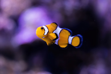 Fototapeta na wymiar Colorful clown fish on a tropical coral reef