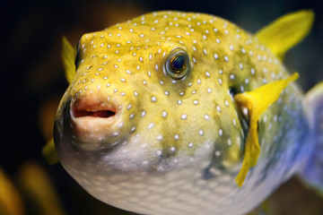 Yellow balloon fish inflated in a marine aquarium © Soonios Pro