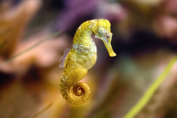 Slim seahorse in the aquarium (Hippocampus reidi) - obrazy, fototapety, plakaty