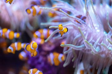 Many clownfish Amphiprion Ocellaris in marine aquarium