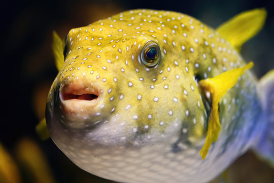Yellow balloon fish inflated in a marine aquarium