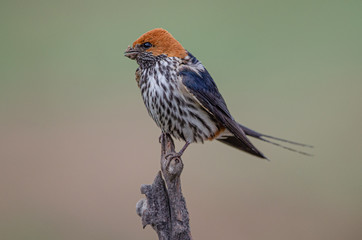 lesser striped Swallow