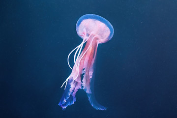 Pelagia noctiluca jellyfish on the ocean floor - obrazy, fototapety, plakaty