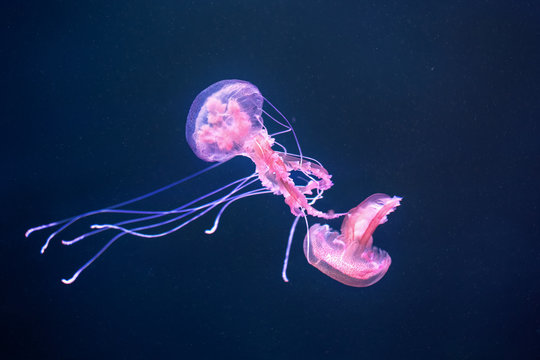 Shiny jellyfish pelagia noctiluca on the ocean depths