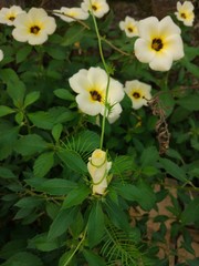 beautiful flowers in the garden.