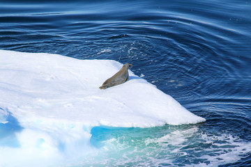 A leopard seal warms up in the sun on an iceberg in the Antarctic Peninsula, Antarctica