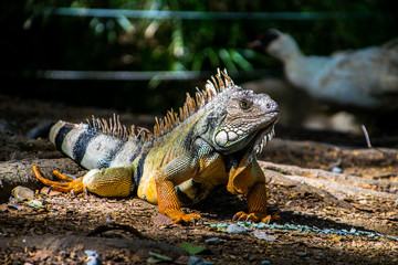 Iguana en Medellin, Colombia
