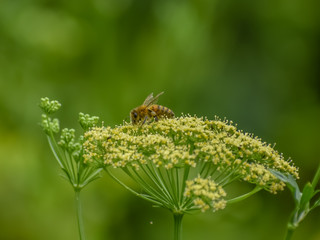Honey bee on yellow flower with a green background.
