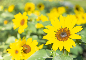 Closeup beautiful  yellow flower on blurred background in garden with copy space.