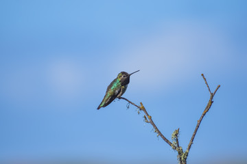 Hummingbird perched on a branch with a blue sky background.