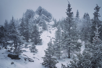 Fototapeta na wymiar Stone hill among the pine forest in foggy weather frosty winter season