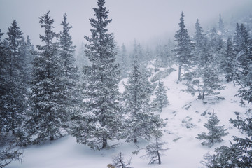 Stone hill among the pine forest in foggy weather frosty winter season