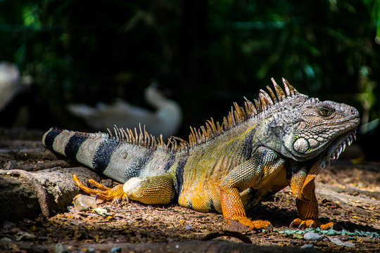 Iguana en Medellin, Colombia