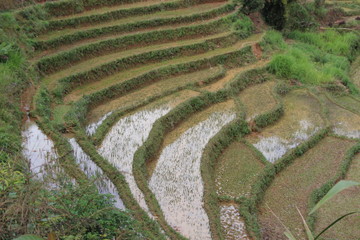 Culture du riz en escalier