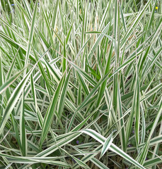 Striped green grass Variegated Sedge 'Ice Dance' (Carex morrowii, foliosissima) with dew drops. Decorative long grass, evergreen sedge with white and green striped foliage.