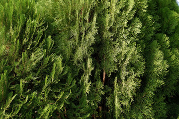 green branches of pine tree in winter