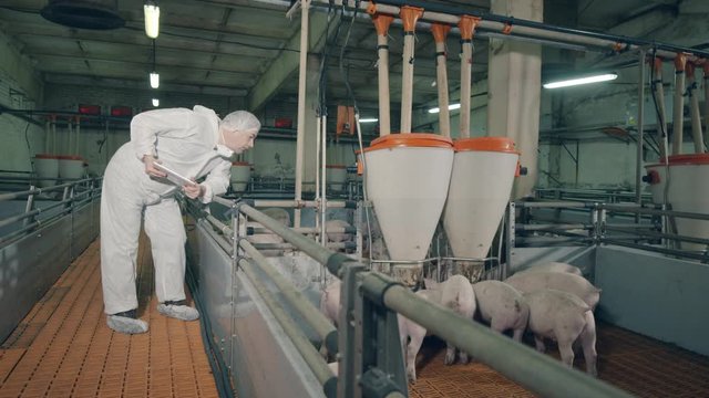 Male specialist, veterinarian is observing farm pigs while feeding