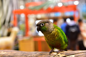 インコちゃん