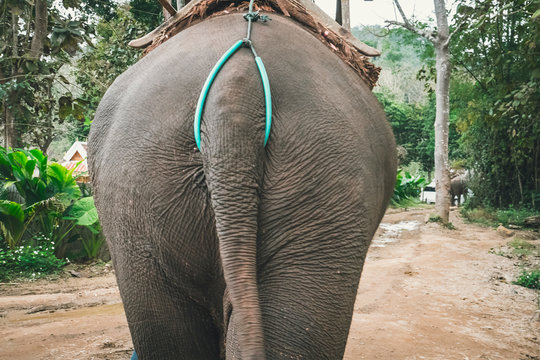 Bottom of the african bush elephant Loxodonta africana or african savanna elephant with typical tail on the full screen