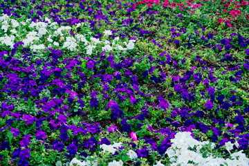 field of flowers of different shades