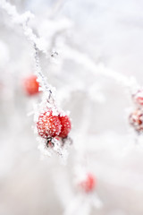Nahaufnahme von gefrorenen Hagebutten, mit Raureif an einem Wintertag 