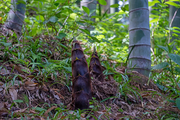 young sprout of bamboo in the bamboo forest close-up, selective sharpness